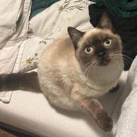 Photo of Pecan