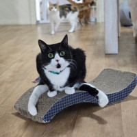 Photo of Lucy (Located In Wantirna South)