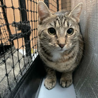 Photo of Henritta ** 2nd Chance Cat Rescue**