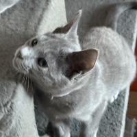 Photo of Dallas 🐶🐾🐶💙