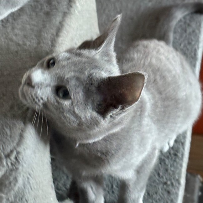 Photo of Dallas 🐶🐾🐶💙