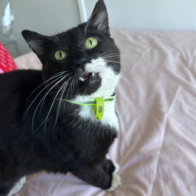 Photo of Gordon The Great😍