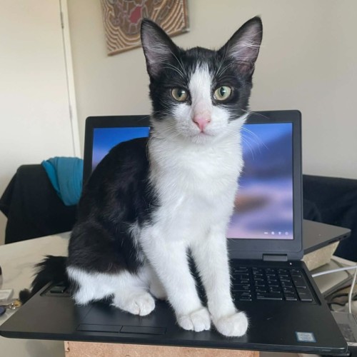 Tuwila - Domestic Short Hair (DSH) Cat