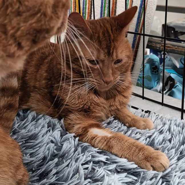 Photo of Bee Gee **2nd Chance Cat Rescue** 