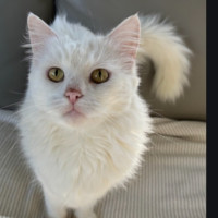 Photo of Nala
