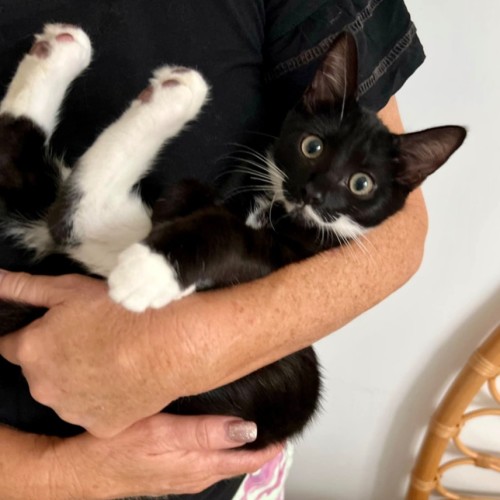 🖤 Hendrix 🖤 - Domestic Short Hair Cat