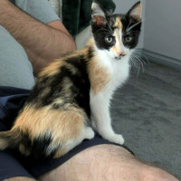 Photo of Calli ** 2nd Chance Cat Rescue **