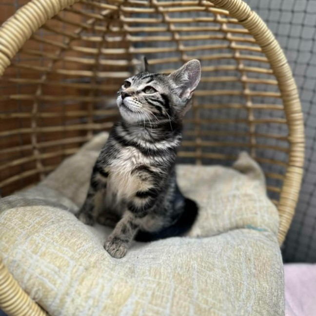 Photo of Amy ** 2nd Chance Cat Rescue**