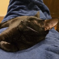 Photo of Ziggy ^^Dandy Cat Rescue^^