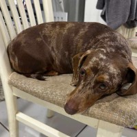 Photo of Marley And Truffles