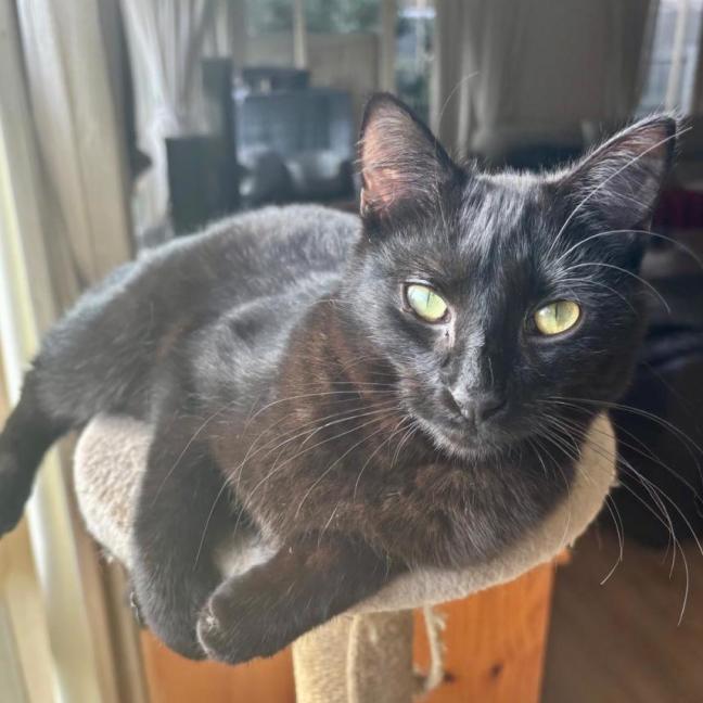 Photo of 🐭 Koko 🐭 