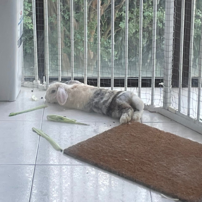 Photo of 🐰 Olive 🐰