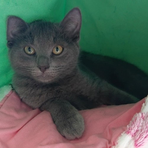 C1625 Pablo - Domestic Short Hair (DSH) Cat