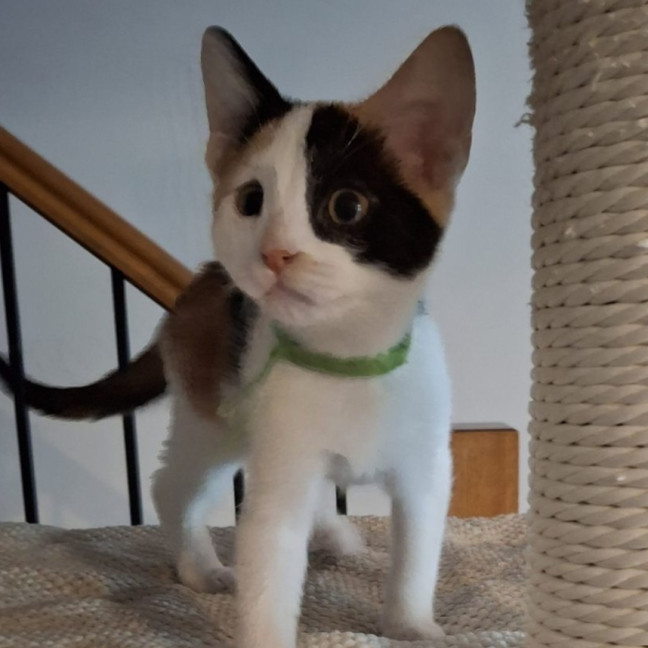 Photo of Blossom 🌸🌺