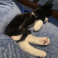 Photo of Logan **2nd Chance Cat Rescue**