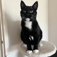 Photo of Oreo *9 Lives Project Rescue*