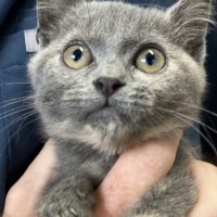 Photo of Puddles