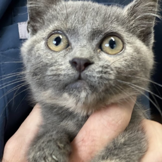 Photo of Puddles