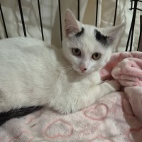 Photo of Cosmo