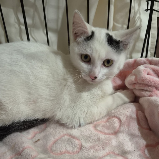 Photo of Cosmo