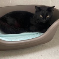 Photo of Rufus