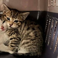 Photo of Meowly**2nd Chance Cat Rescue **