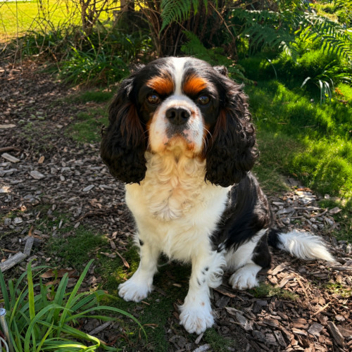 Teddy - Cavalier King Charles Spaniel Dog