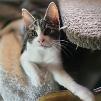 Photo of Benson