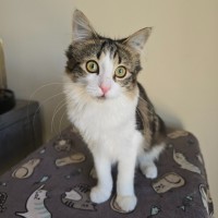 Photo of Petal (Located In Wantirna South)