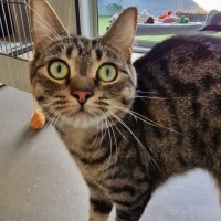 Photo of C1485 Max   Mabel