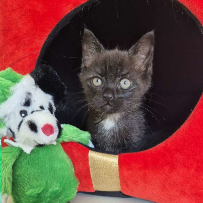 Photo of Black Kitten