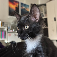 Photo of Binx