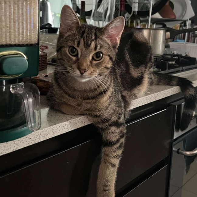 Photo of Jett