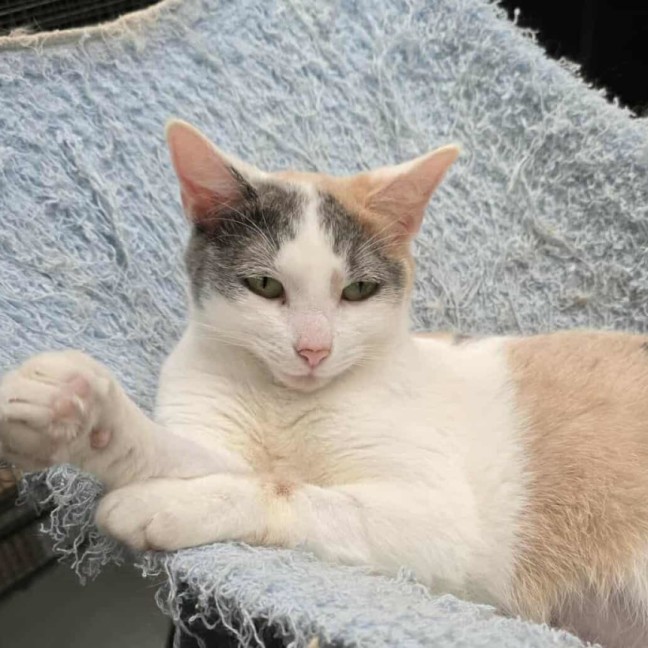 Photo of Marshmallow 