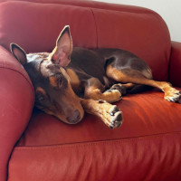 Photo of Piper