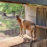 Photo of Goats   Separate Or Rehome Together