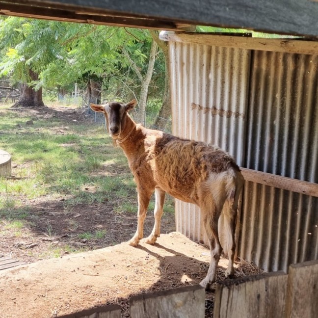 Photo of Goats   Separate Or Rehome Together