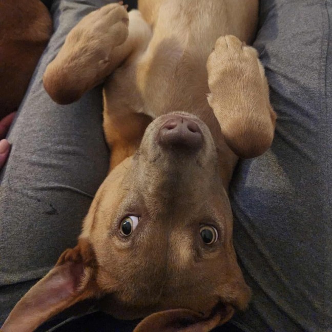 Photo of Belvita