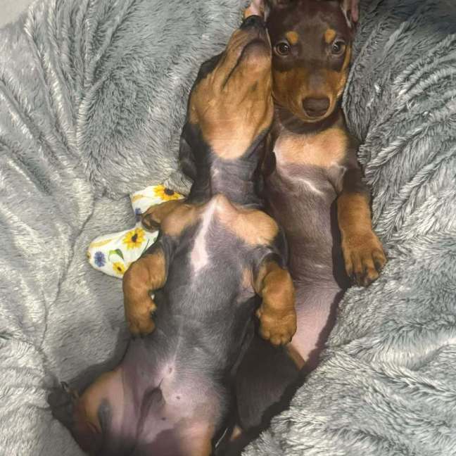 Photo of Crumb And Toby