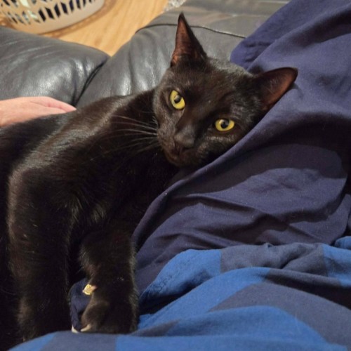Samwise - Domestic Short Hair (DSH) Cat