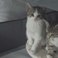 Photo of Purrter Parker ** 2nd Chance Cat Rescue **