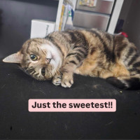 Photo of 😻Neko!😻