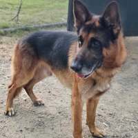 Photo of Enzo
