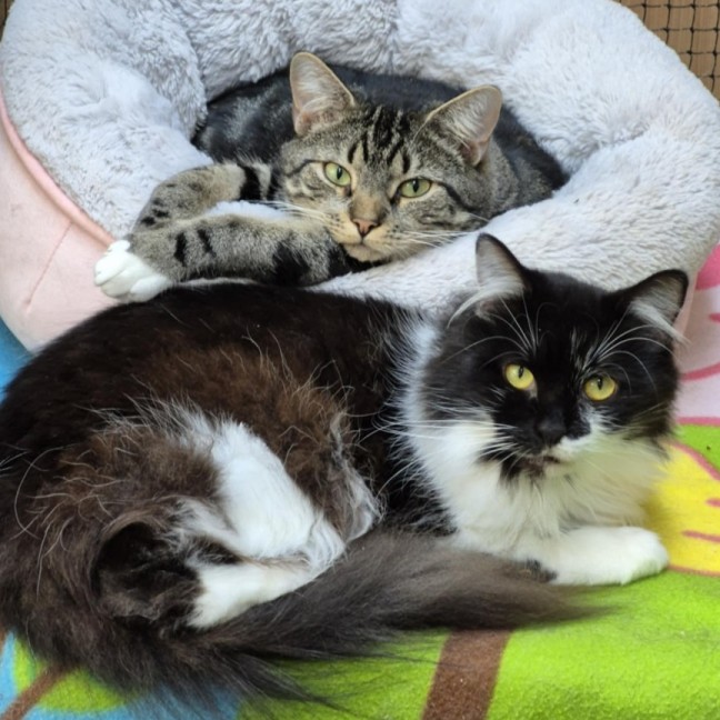 Photo of Zebra**2nd Chance Cat Rescue**