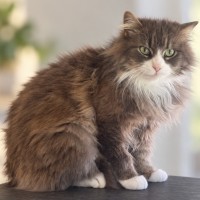 Photo of Meeka