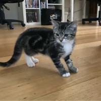 Photo of 🌙 Apollo 🌙