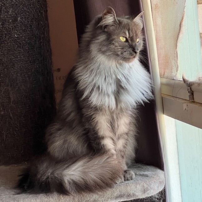 Photo of Smokey   Can Assist With Transporting To You