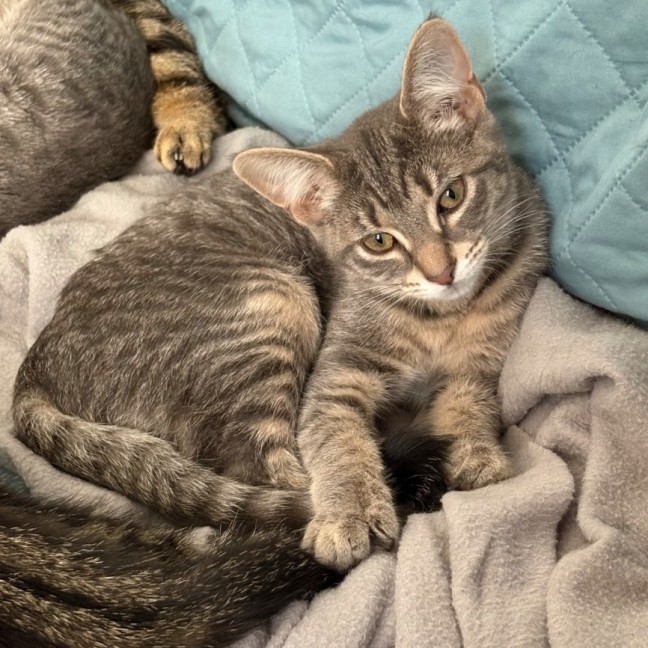 Photo of Morgana **2nd Chance Cat Rescue**