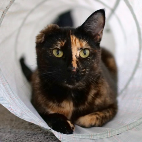 Storm - Domestic Short Hair (DSH) Cat