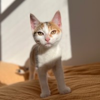 Photo of Greta   Meet Me @ Petstock Prahran